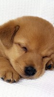 descargar wallpaper de animales